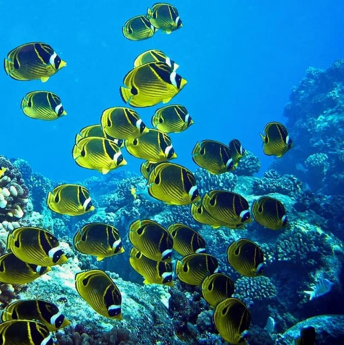 Colorful Tropical Fish