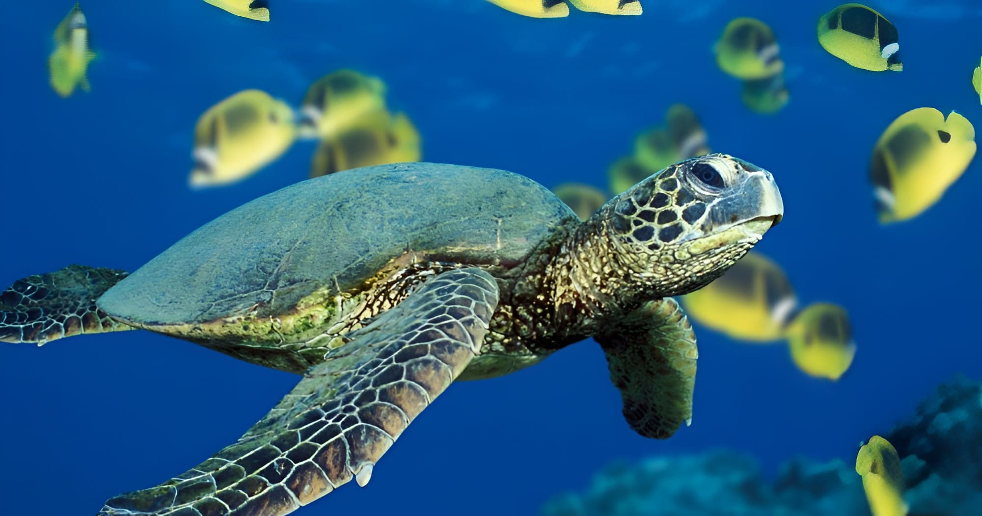 Green Sea Turtle