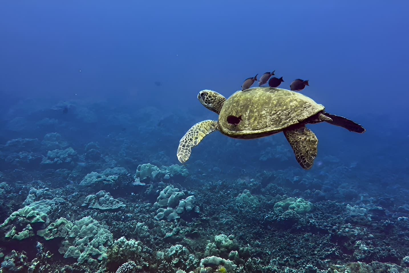 Green Sea Turtle