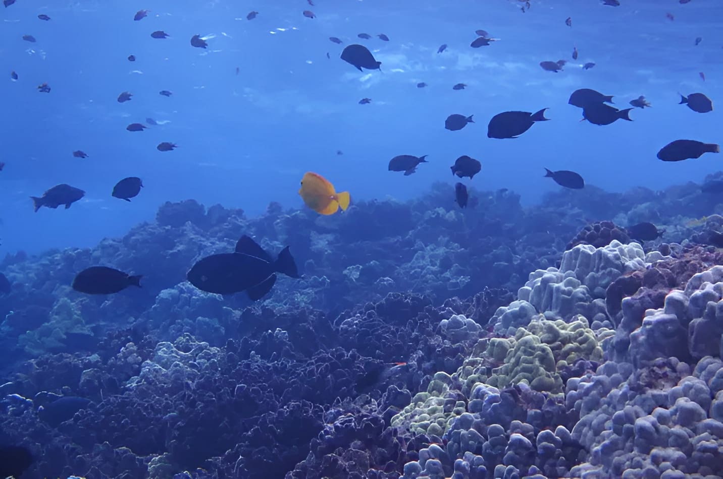 Underwater World