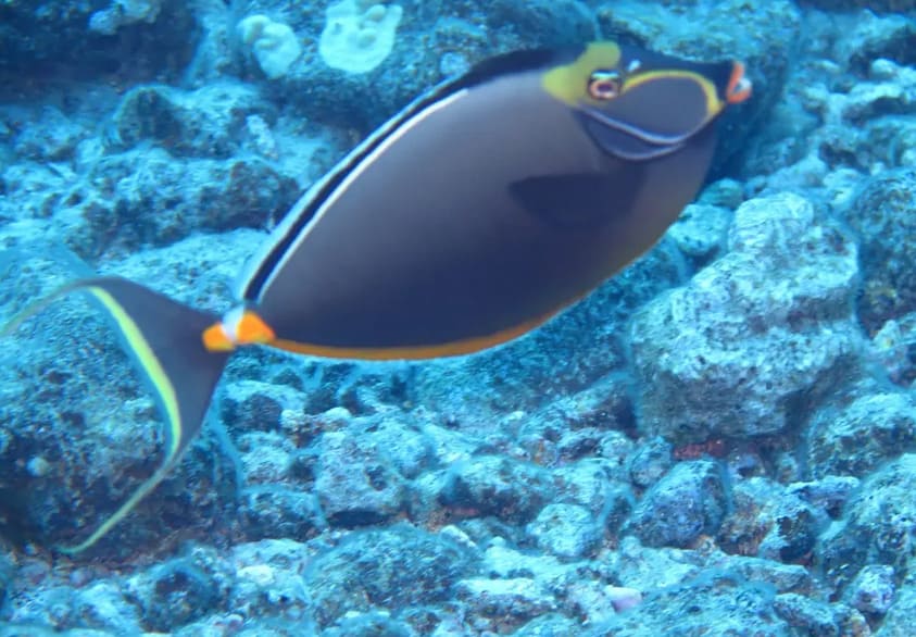 Exploring the Underwater World