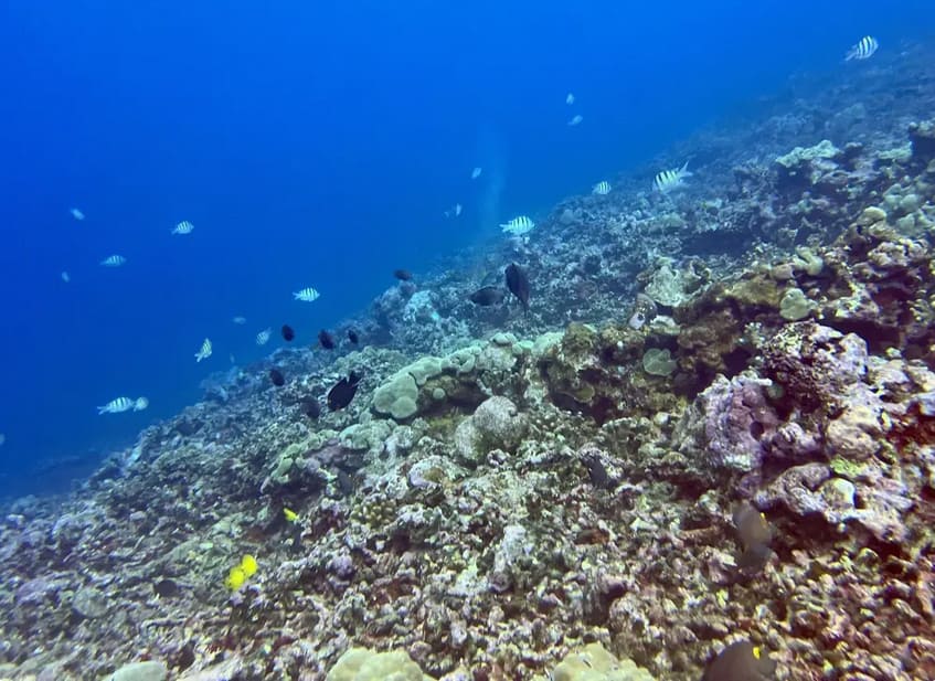 Exploring the Underwater World