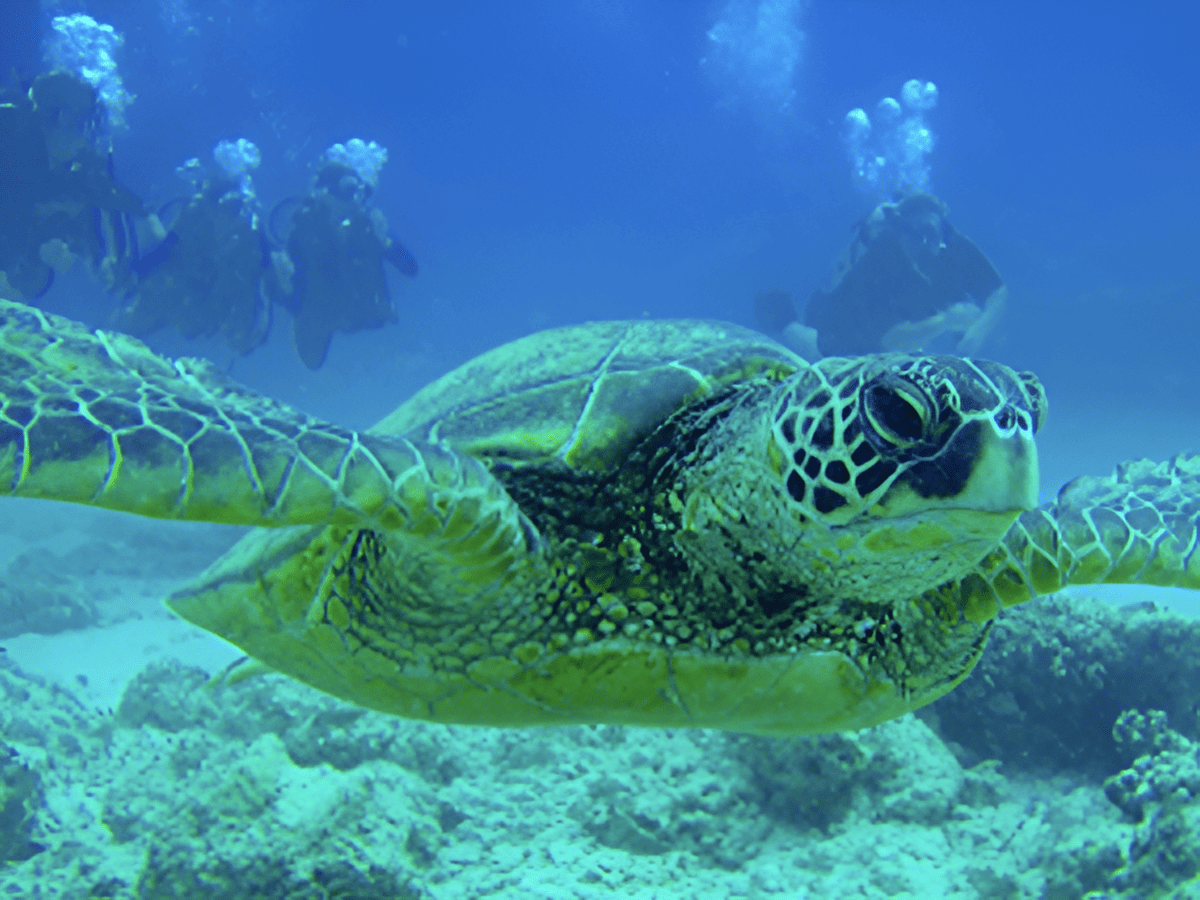 Green Sea Turtle