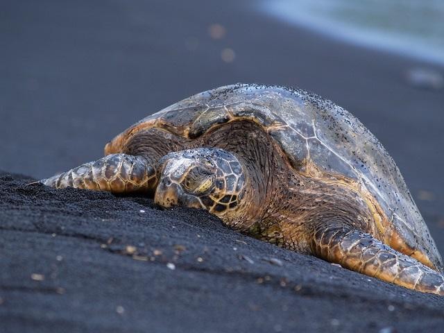Hawaiian Green Sea Turtle on Black Sand Beach