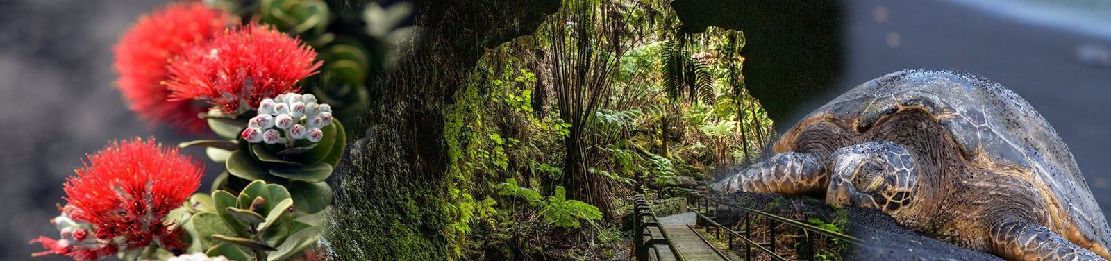 Kailani Tours Hawaii - Big Island Highlights Day Tour