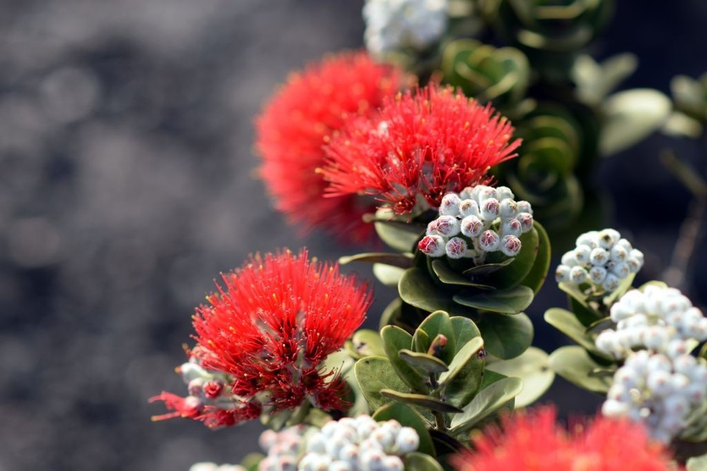 Native Hawaiian Flora