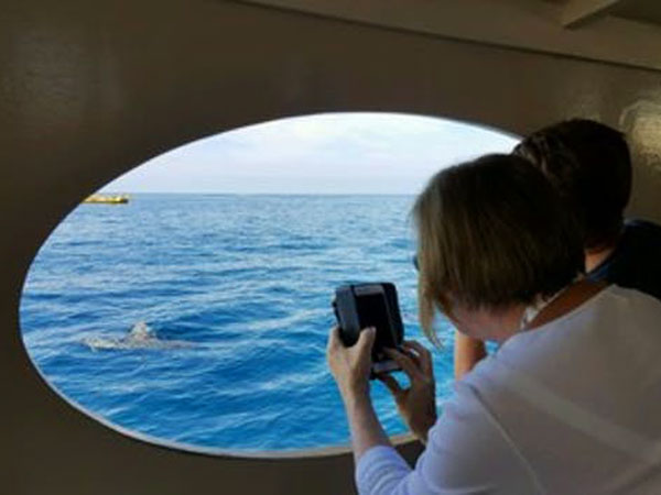 Looking for Dolphins
