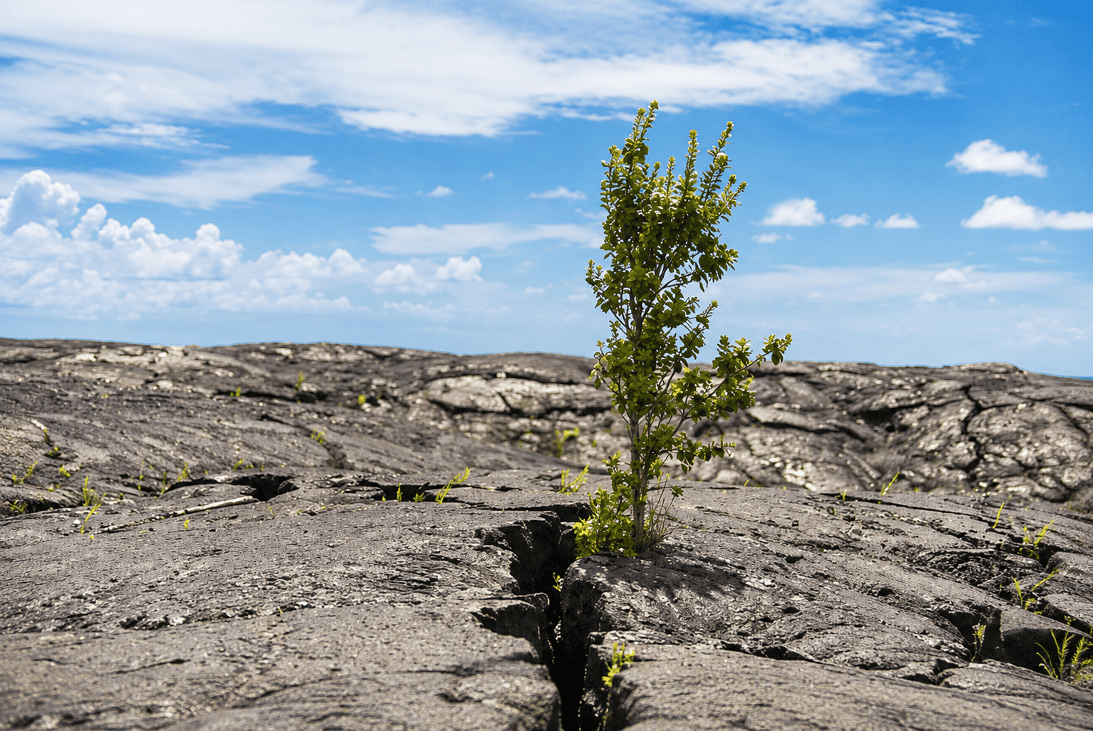 Lava Field