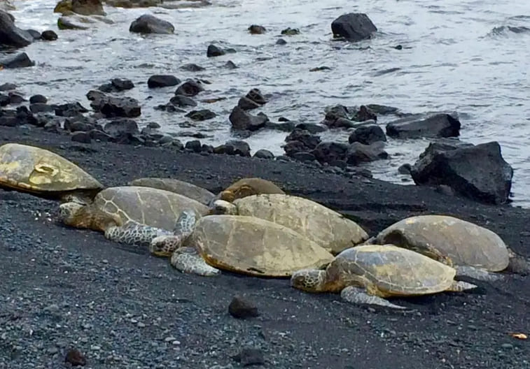 Turtles on Black Sand Beach