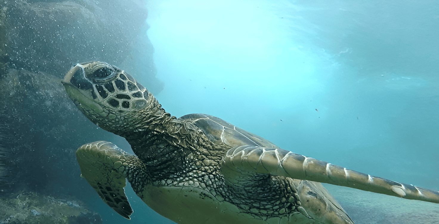 Green Sea Turtle