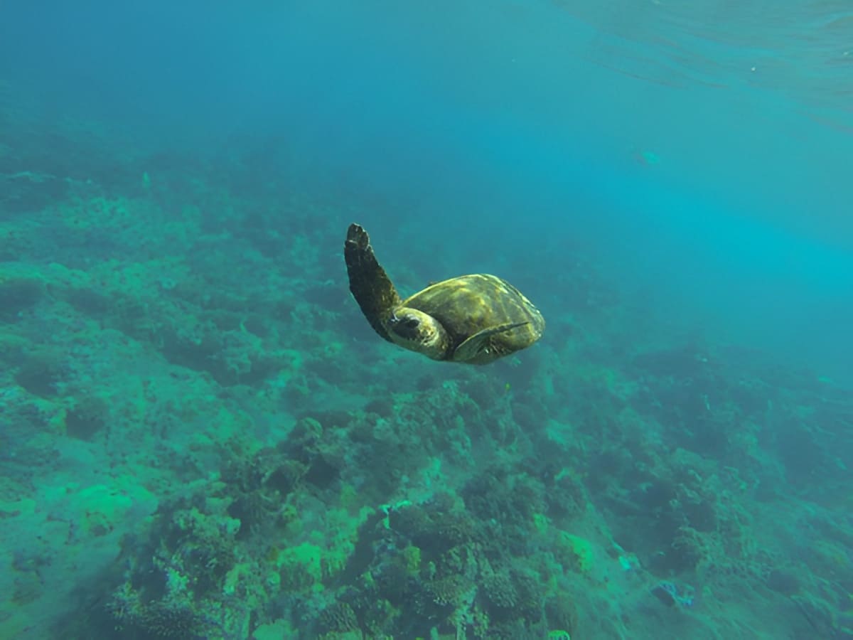 Green Sea Turtle