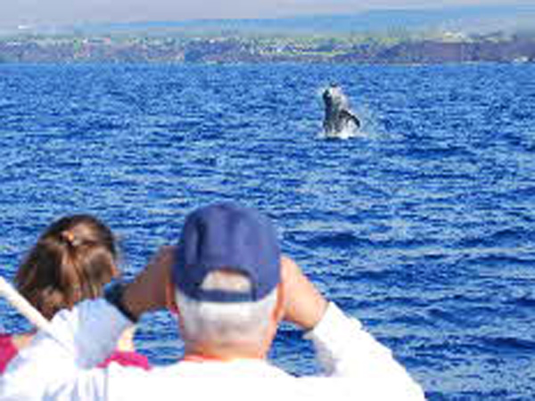 Whale Watching
