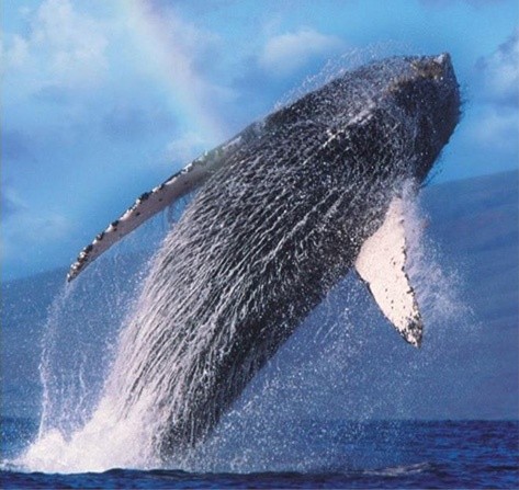 Hawaii Whale Watching