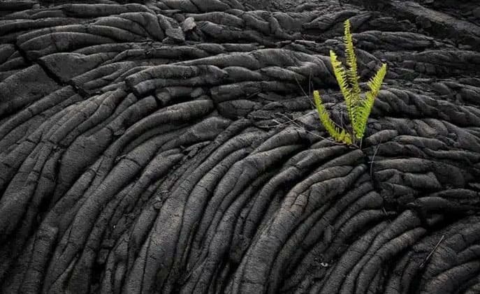 Lava Field Vegetation