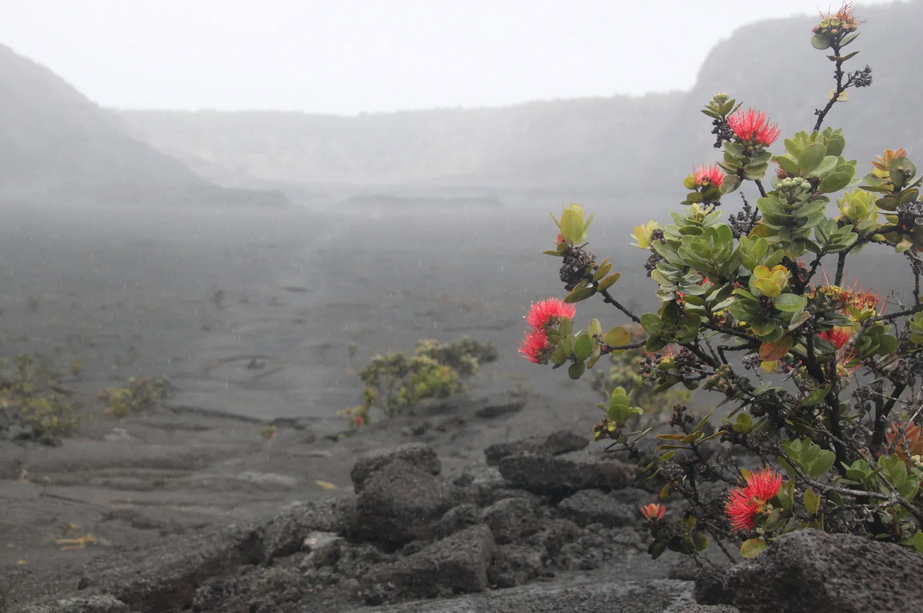 Volcano Flora