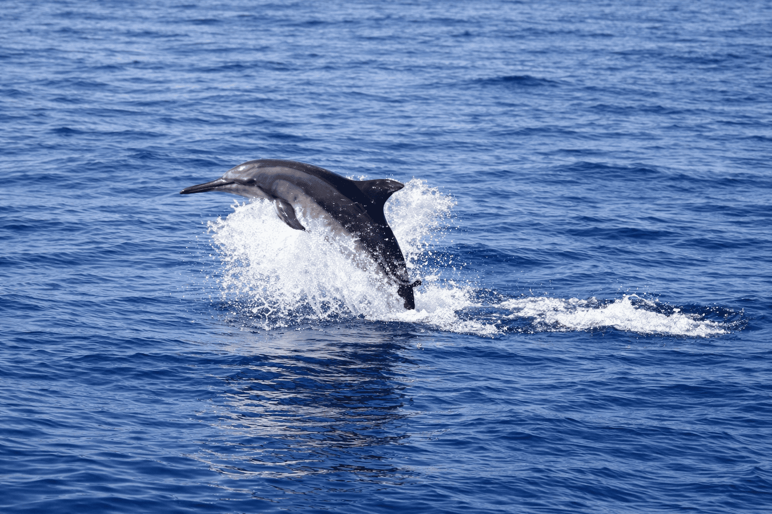 Dolphin
