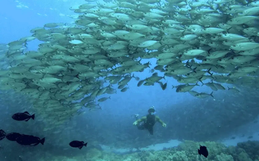 Tropical Fish