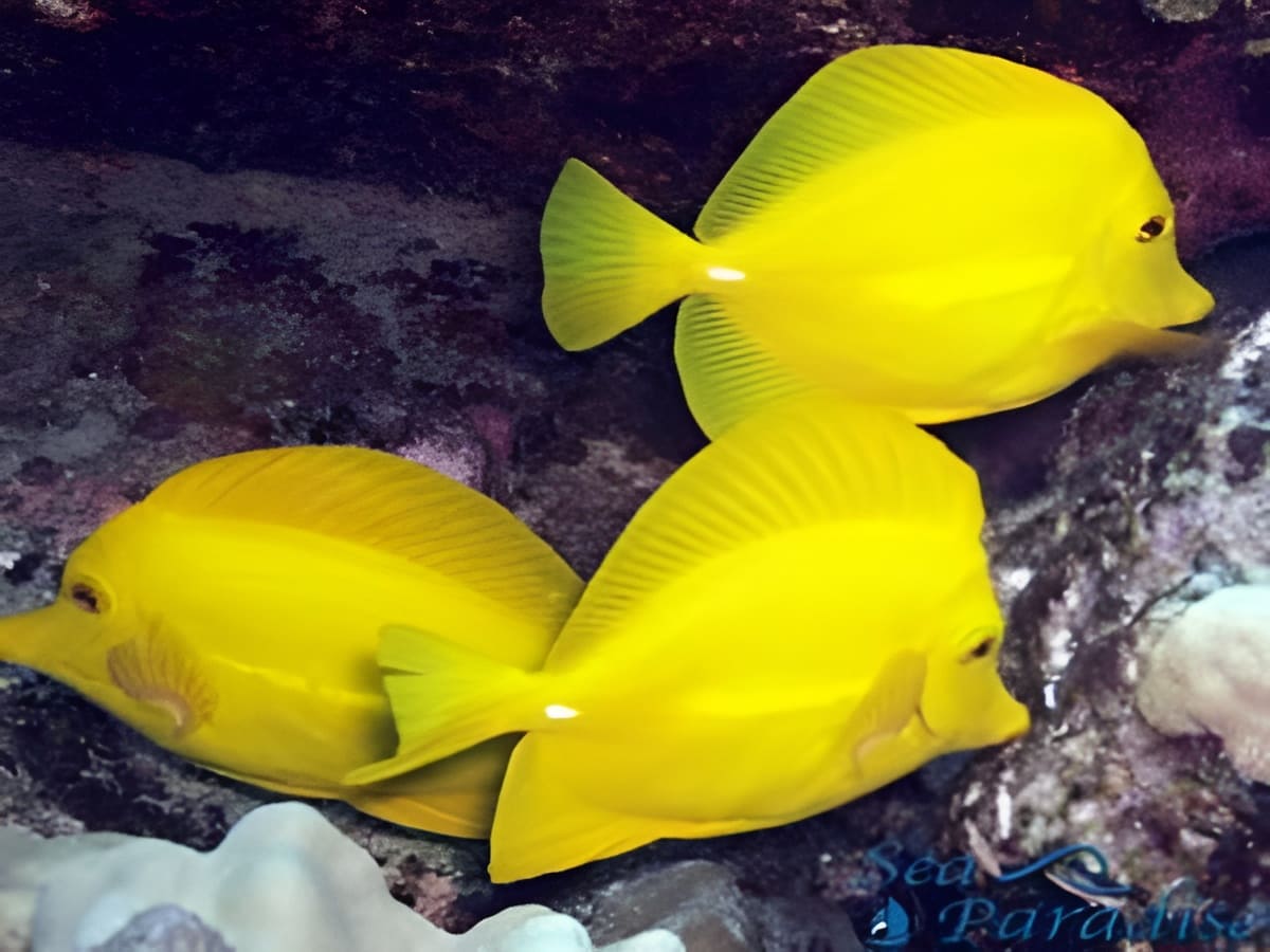 Yellow Tang