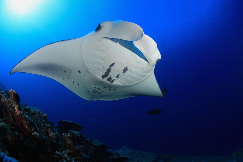 First Manta Ray Night Snorkeling Tour