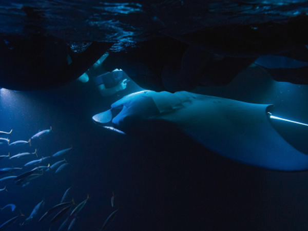 Manta Ray Night Snorkeling Tour