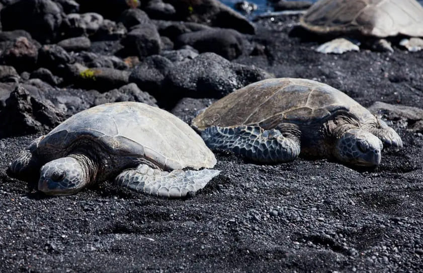 Punalu'u Black Sand Beach