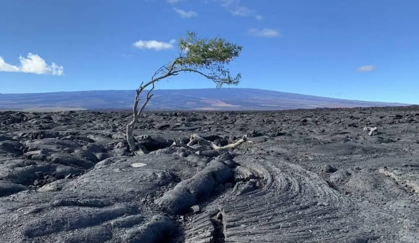 Big Island Lava Field Landscape