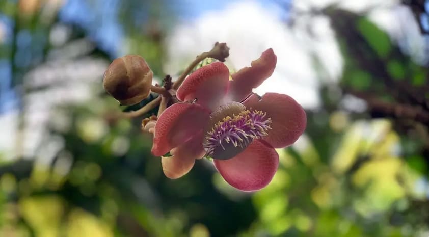 Tropical Flora