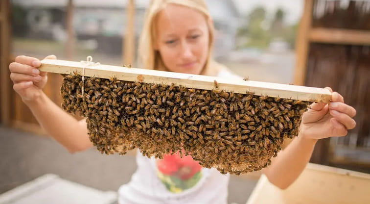 Big Island Bees