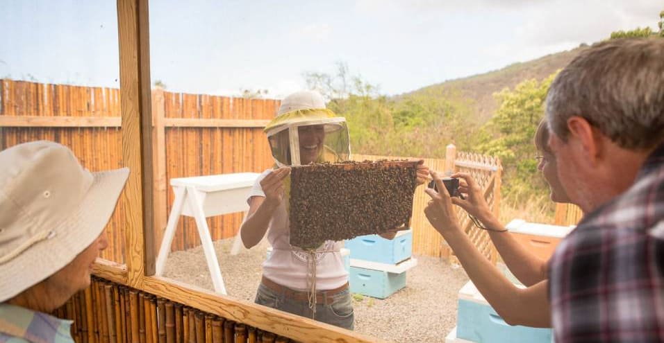 Big Island Bees