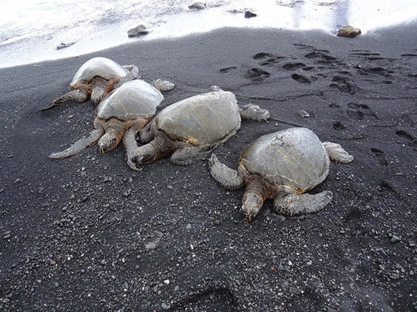Turtles on Black Sand Beach