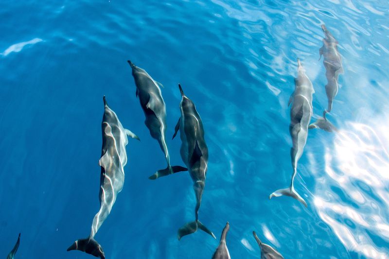 Dolphins