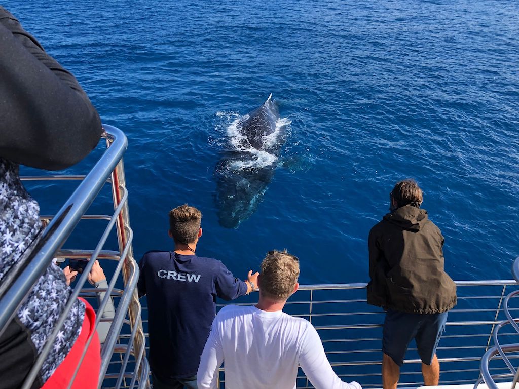 Kauai Whale Watching