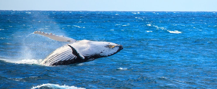 Kauai Whale Watching