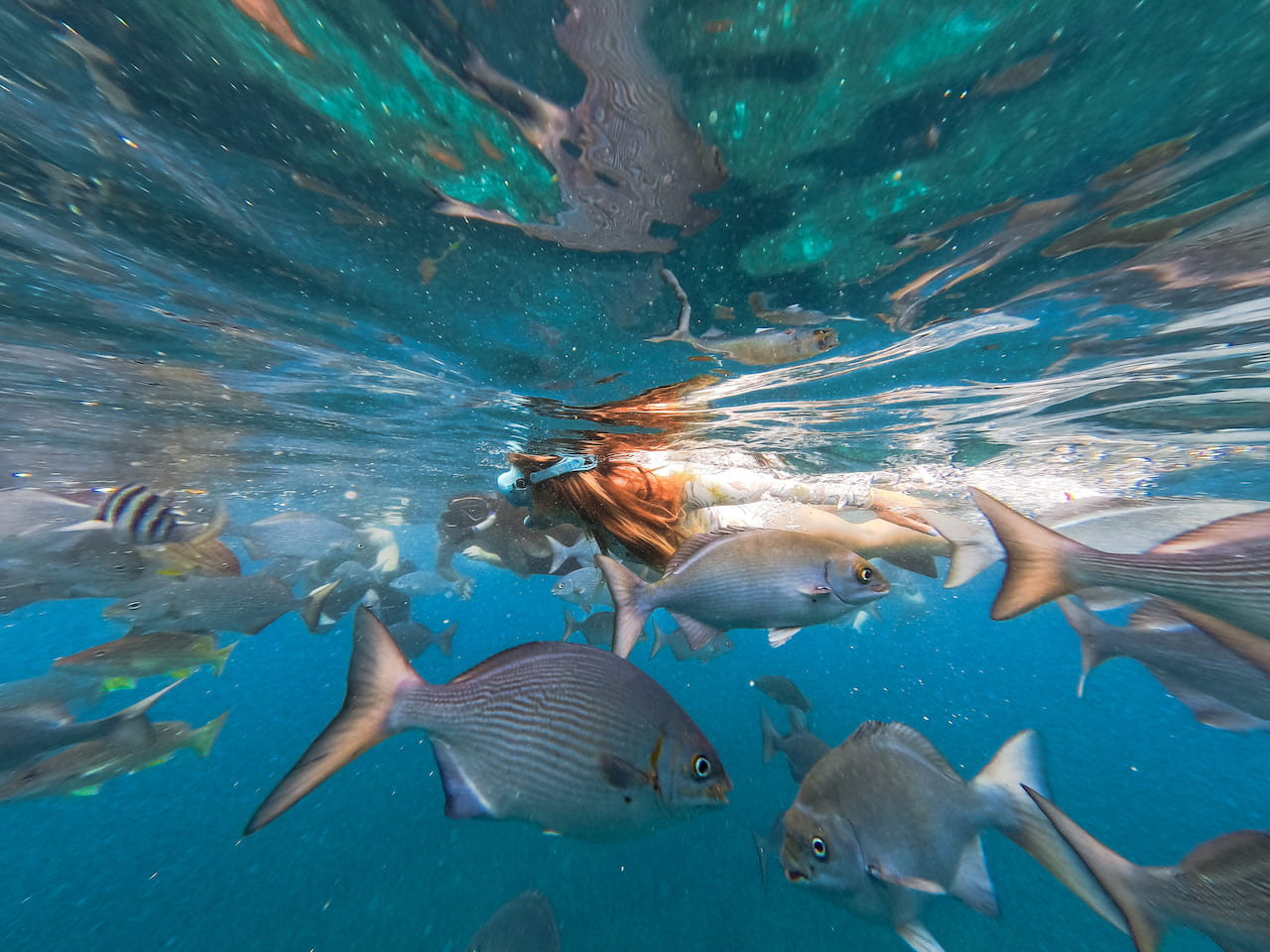 Tropical Fish