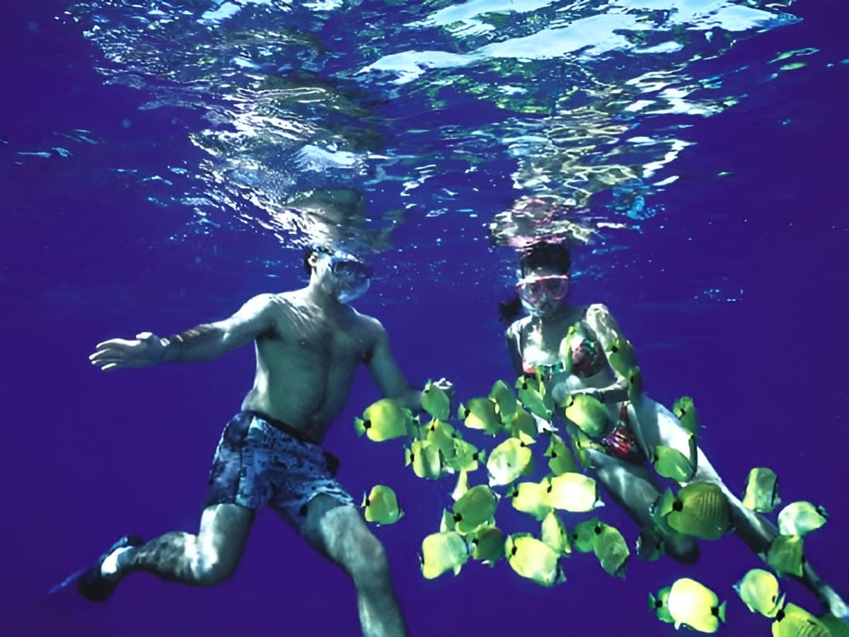 Tropical Fish