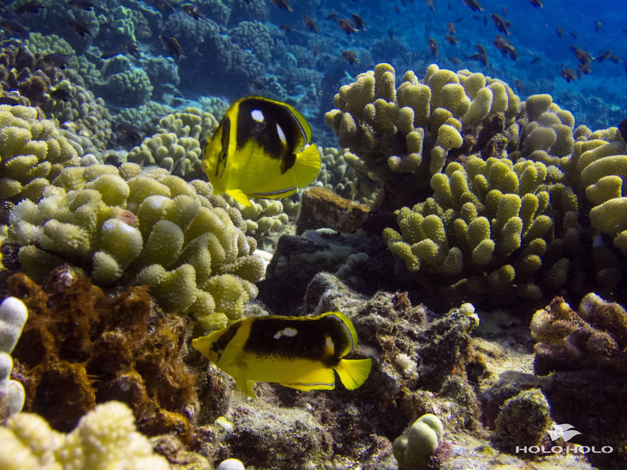Tropical reef fish in clear Kauai waters