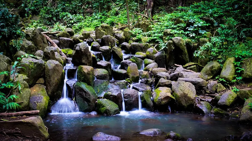 Beautiful Rainforest Scenery