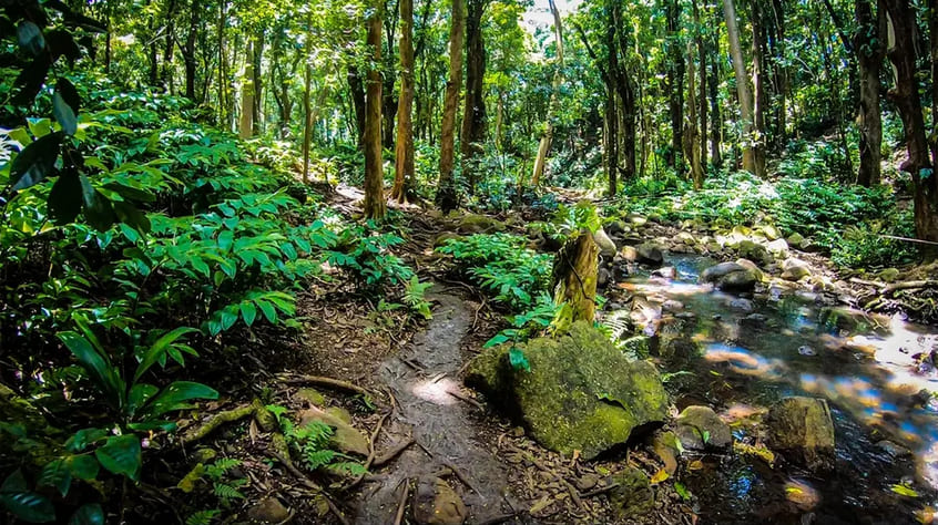 Lush Rainforest