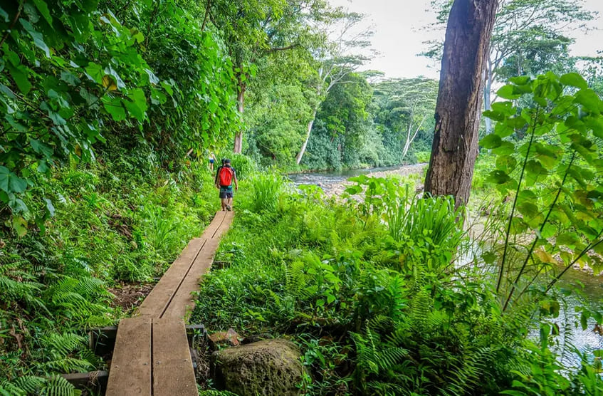 Rainforest Hike