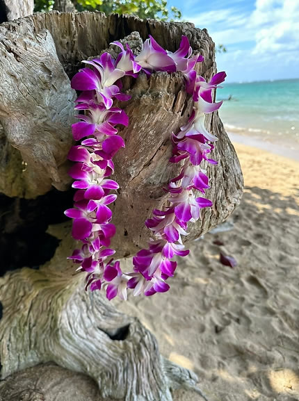 Standard Orchid Lei