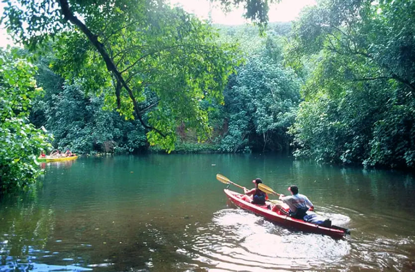 Wailua River Kayaking
