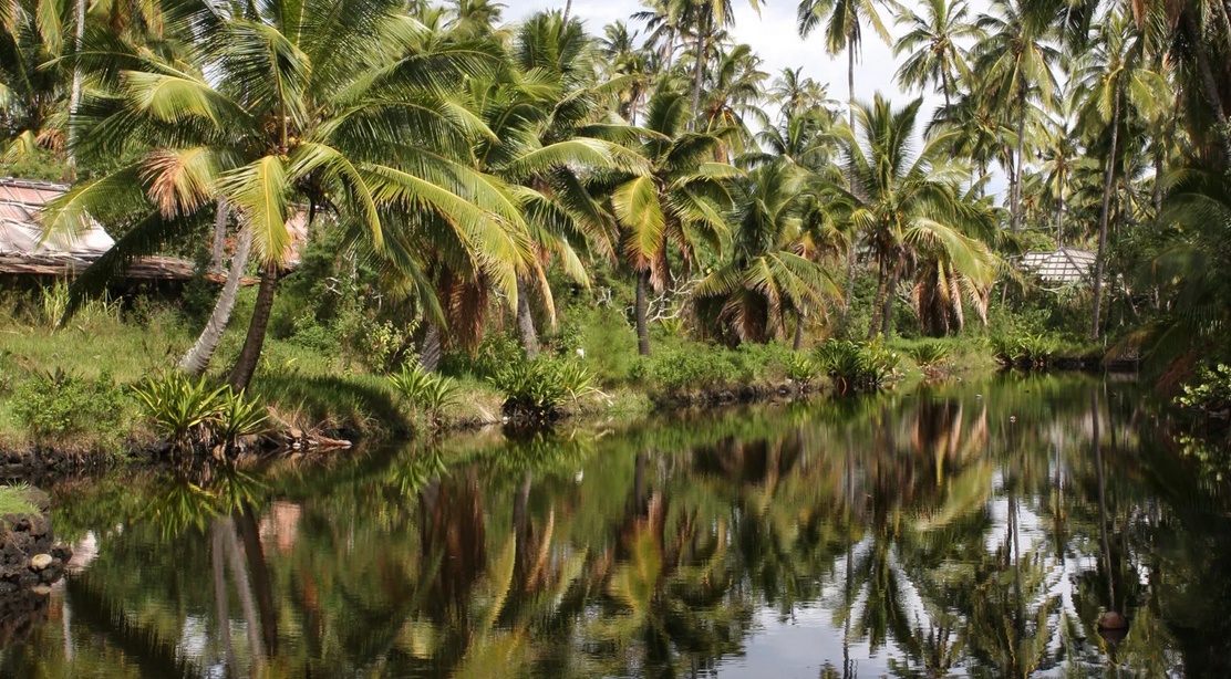 coco-palms