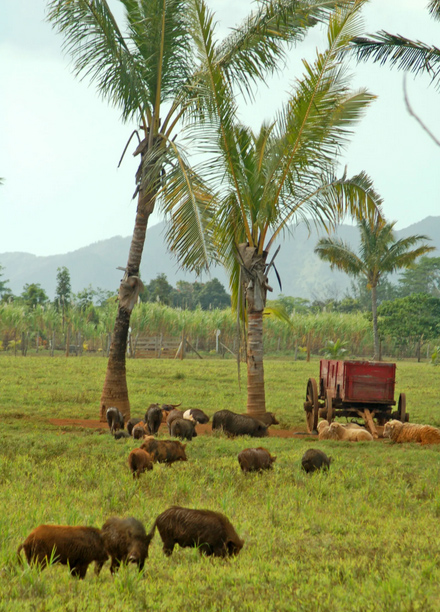 Plantation Animals