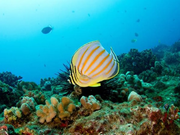 Seasport Divers - Afternoon Two Tank Dive