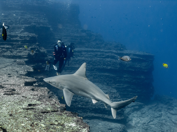 Niihau Scuba Diving Trip with Seasport Divers