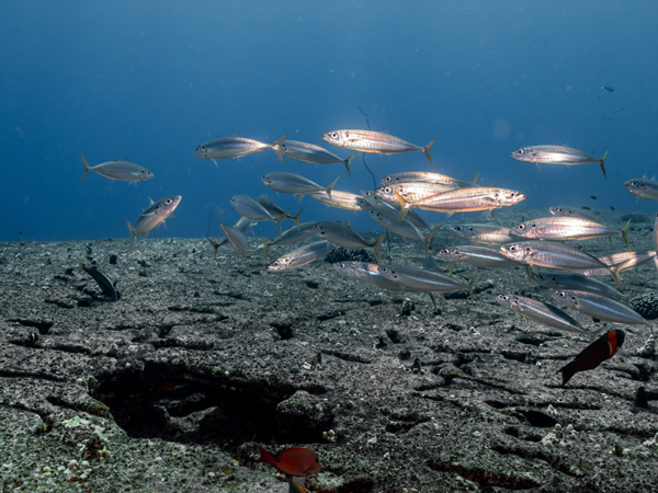 Remote Hawaiian reef diving and underwater scenery off Niihau Island