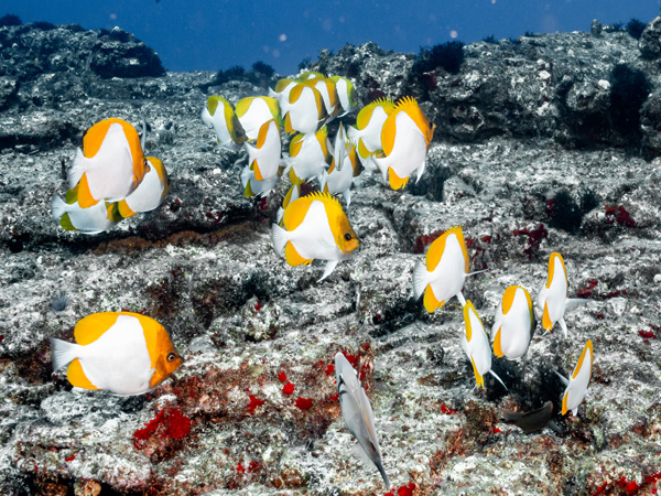 Scuba diving adventure departing Kauai with offshore reef dives