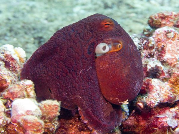 Hawaiian Octopus (Tako) – octopus sighting on a Kauai scuba dive