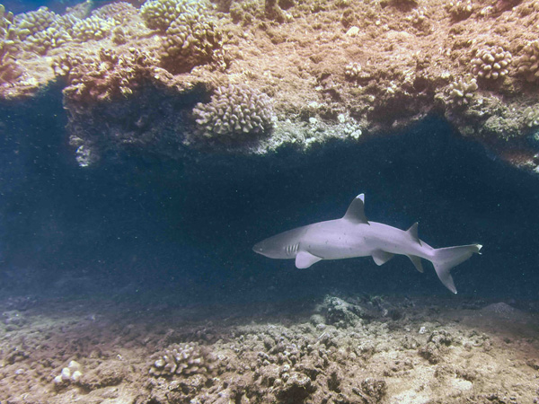 Hawaiian Reef Shark – reef shark encounter on a Kauai scuba diving tour