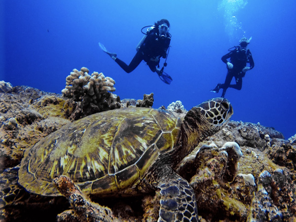 Kauai Scuba Divers